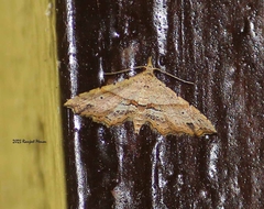 Hypenagonia