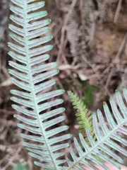 Dicranopteris pedata
