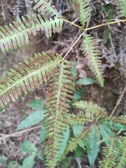 Dicranopteris pedata