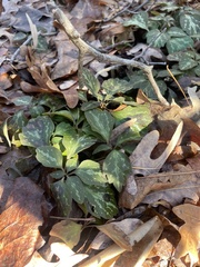 Pachysandra procumbens