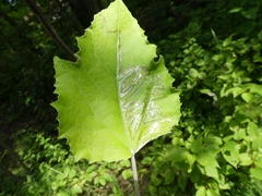 Phyllocnistis populiella