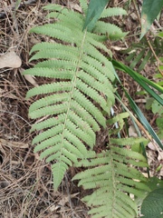 Christella parasitica