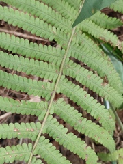 Christella parasitica