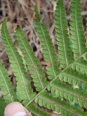 Christella parasitica