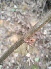 Rubus reflexus lanceolobus