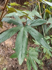 Rubus reflexus lanceolobus