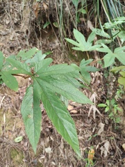 Rubus reflexus lanceolobus