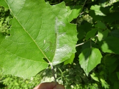 Phyllocnistis populiella