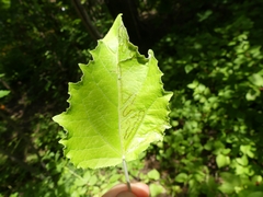 Phyllocnistis populiella