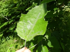 Phyllocnistis populiella