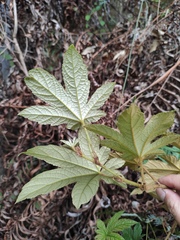 Rubus reflexus lanceolobus