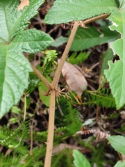 Rubus reflexus lanceolobus