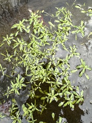 Callitriche