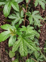 Rubus reflexus lanceolobus