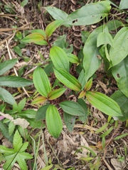 Melastoma sanguineum