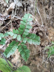 Adiantum flabellulatum