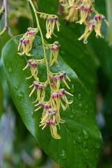 Shorea sumatrana