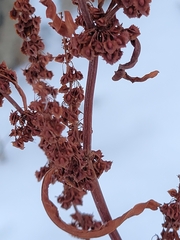 Rumex stenophyllus
