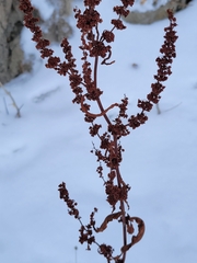 Rumex stenophyllus