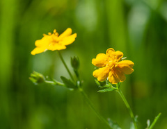 Potentilla thuringiaca