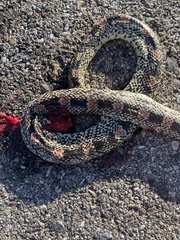 Rhinocheilus lecontei