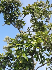 Sapindus emarginatus