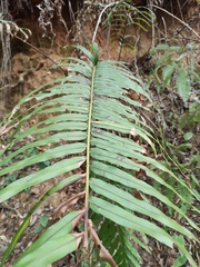 Blechnum orientale