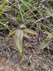 Melastoma sanguineum