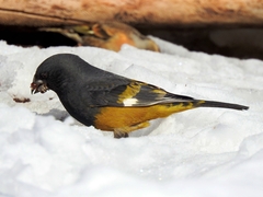 Mycerobas carnipes