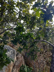 Sapindus emarginatus