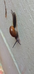 Helicarionoidea