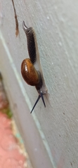 Helicarionoidea
