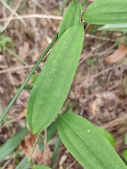 Smilax glabra