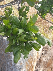 Sapindus emarginatus