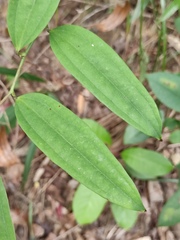 Smilax glabra