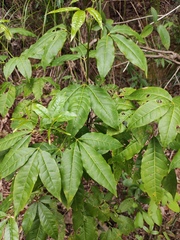Melicope pteleifolia