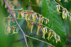 Shorea sumatrana