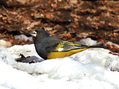 Mycerobas carnipes