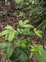 Melicope pteleifolia