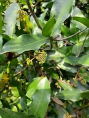 Pavetta indica