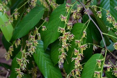 Shorea sumatrana