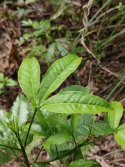 Melicope pteleifolia