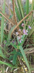 Desmodium uncinatum