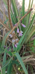 Desmodium uncinatum