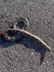 Rhinocheilus lecontei