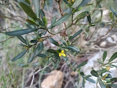 Cneorum tricoccon