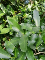 Pavetta indica