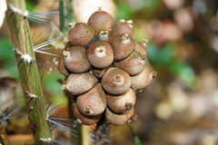 Astrocaryum aculeatum