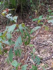 Melastoma sanguineum