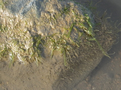 Ulvaceae
